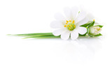 Two white flowers.