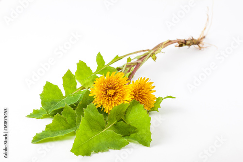 Fotoobraz na płótnie Pospolity dandelion na białym tle (Taraxacum officinale)