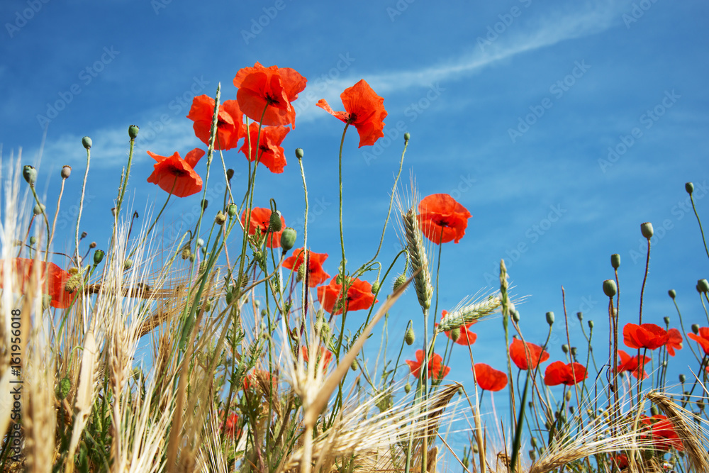 Mohnblüten im Getreidefeld