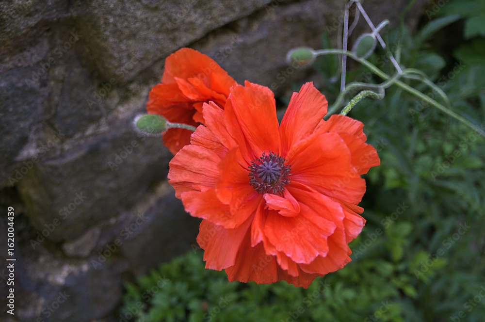 Mohnblüte