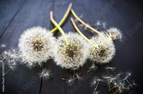  Three dried dandelions on the wooden table