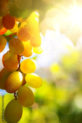 Art vineyard background; summer Grape fruit