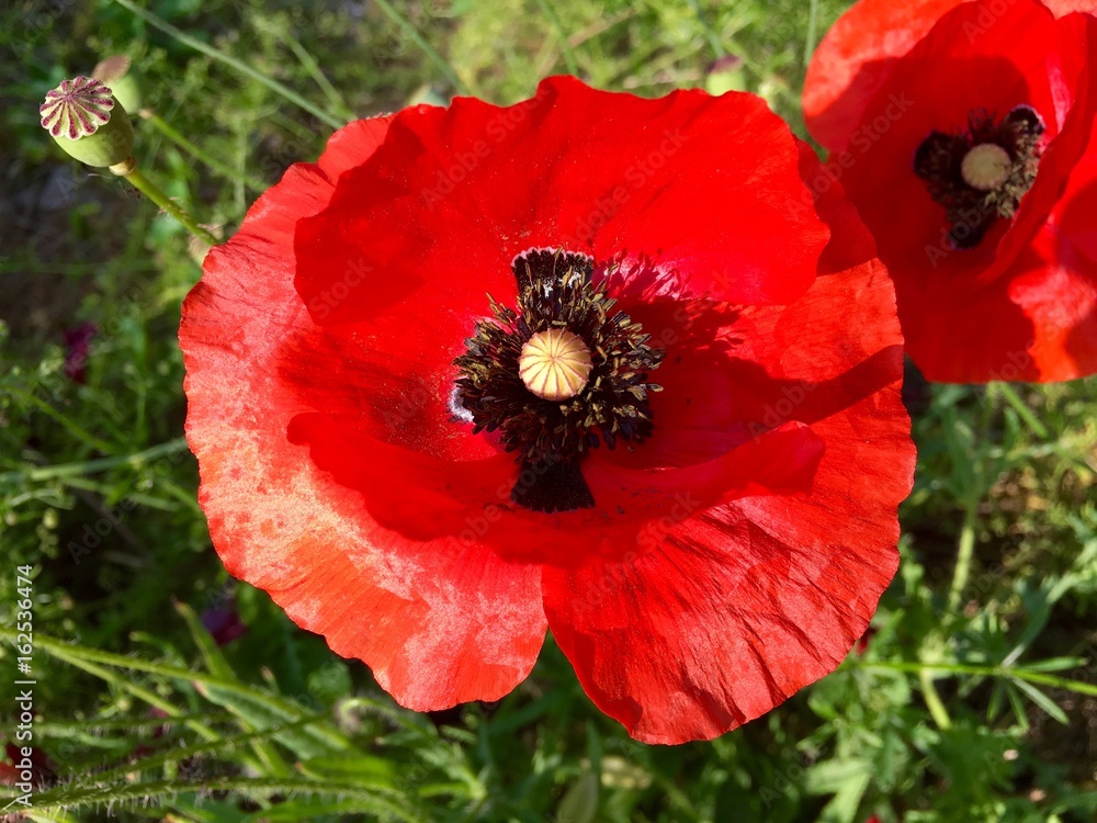 Klatschmohn (Papaver rhoeas)