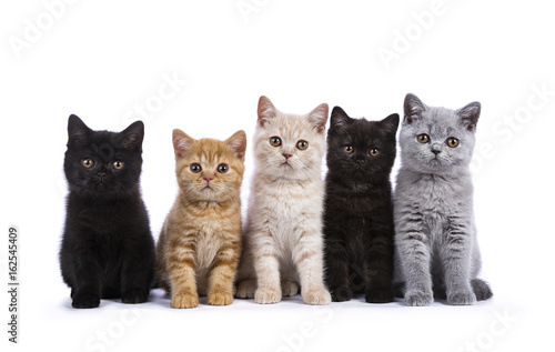 Plakat Rząd pięć Brytyjski Shorthair cat / kittens siedzieć odizolowywam na białym tle