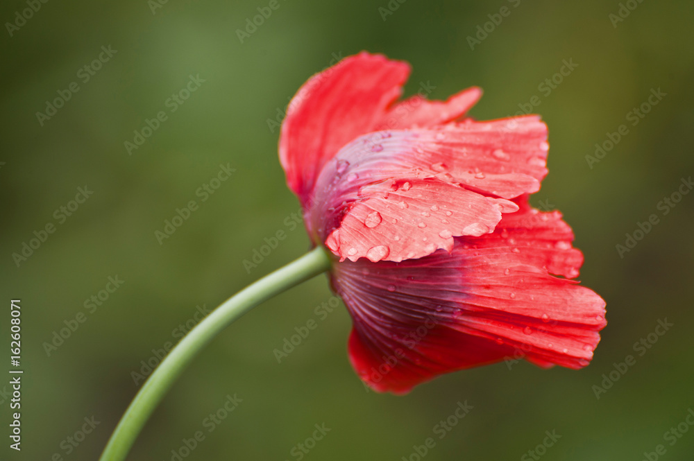 Türken-Mohn mit Regentropfen