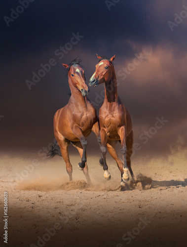 Obraz Fotograficzny Two bay horses play with each others on the sand on evening sky background