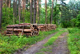 kłody drewna sosnowego w lesie
