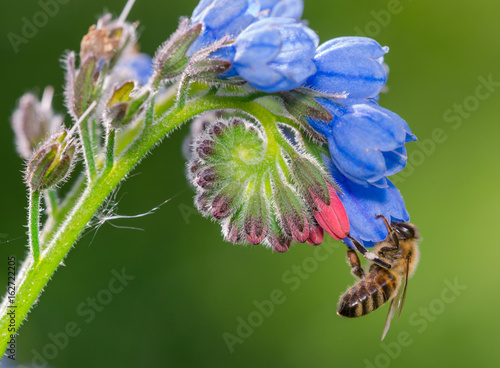 Bee collecting nectar from flower