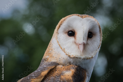 Barn Owl
