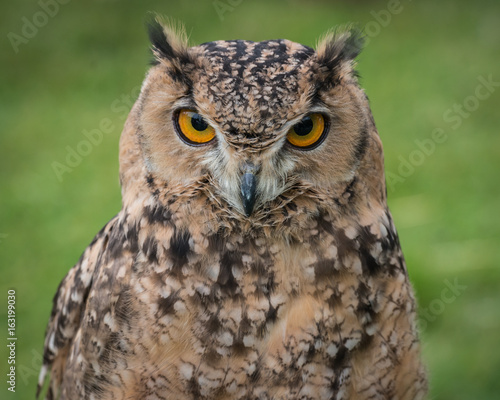 Great Horned Owl