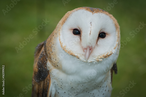Barn Owl
