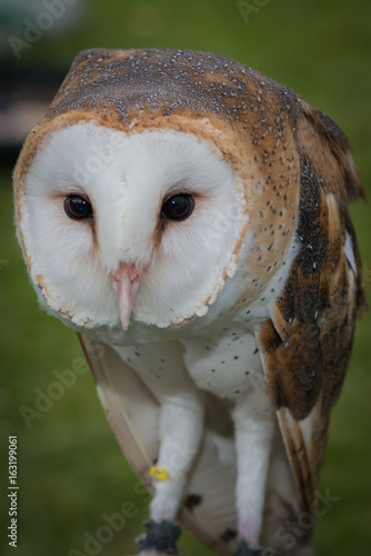 Barn Owl
