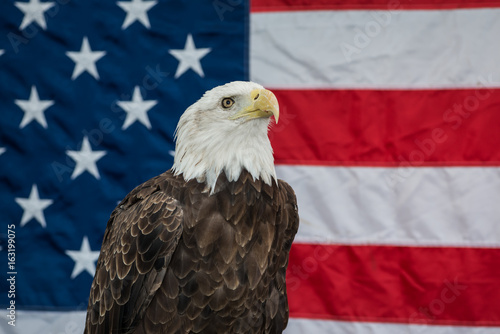 Bald Eagle with the American Flag
