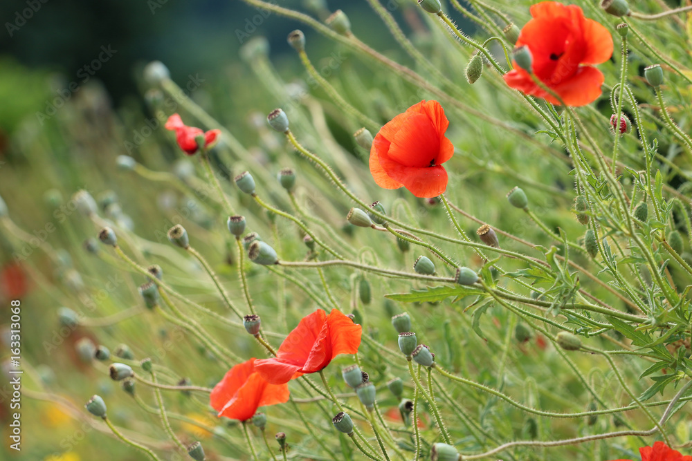 Mohnblumen