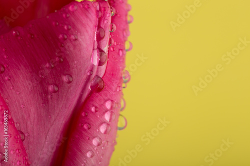 Fototapeta Macro view of a beautiful tulip flower on yellow. Spring background