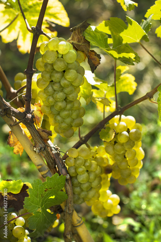 Vineyards./Vineyards 