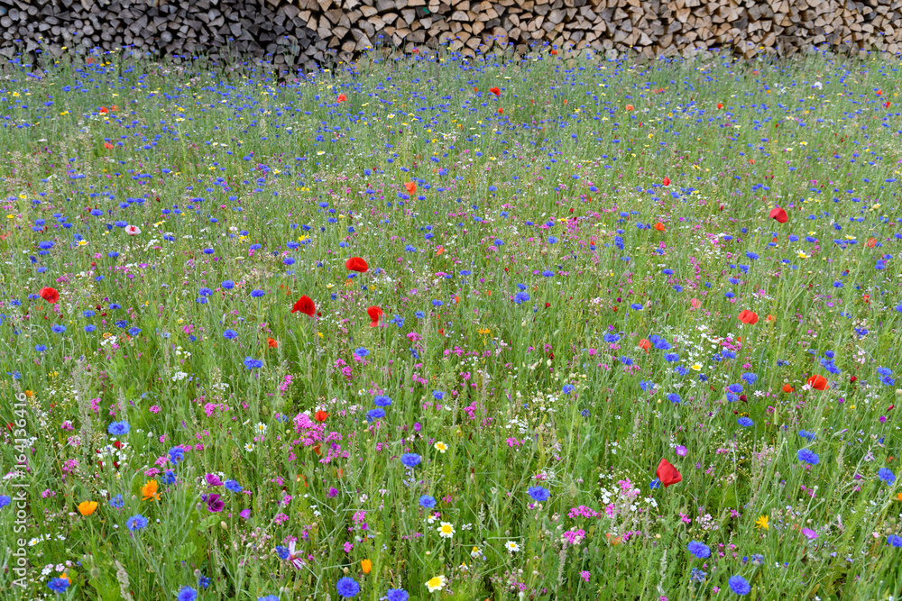Prachtvolle Sommerwiese mit Mohnblumen und Kornblumen