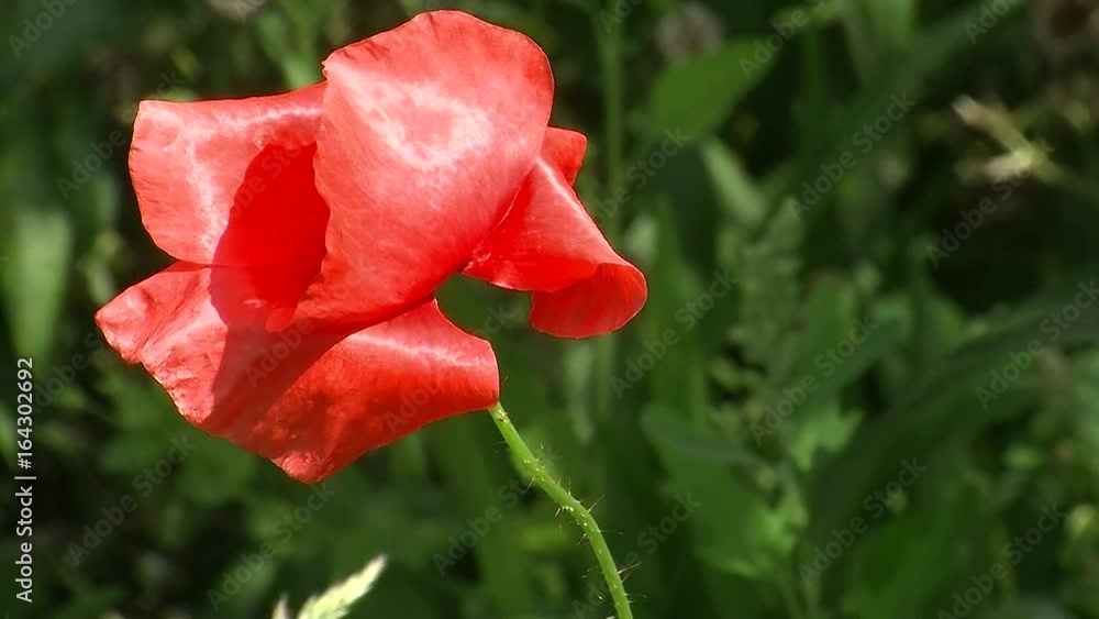 Die hellrote Blüte einer Mohnblume schaukelt im Wind