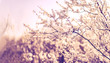 Blossom fruit plum tree Blossom fruit plum tree
