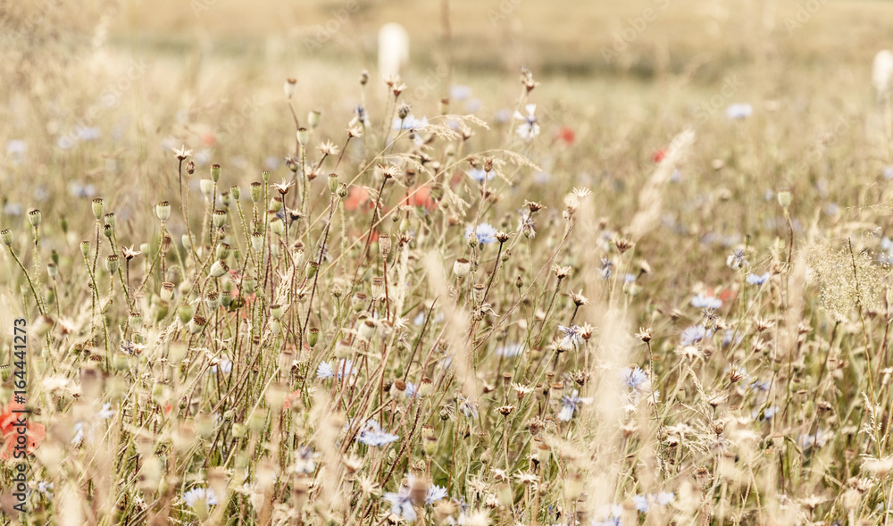 Kornfeld im Licht, mit Blumen