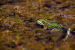 Common European water frog, green frog in its natural habitat, Rana esculenta Common European water frog, green frog in its natural habitat, Rana esculenta