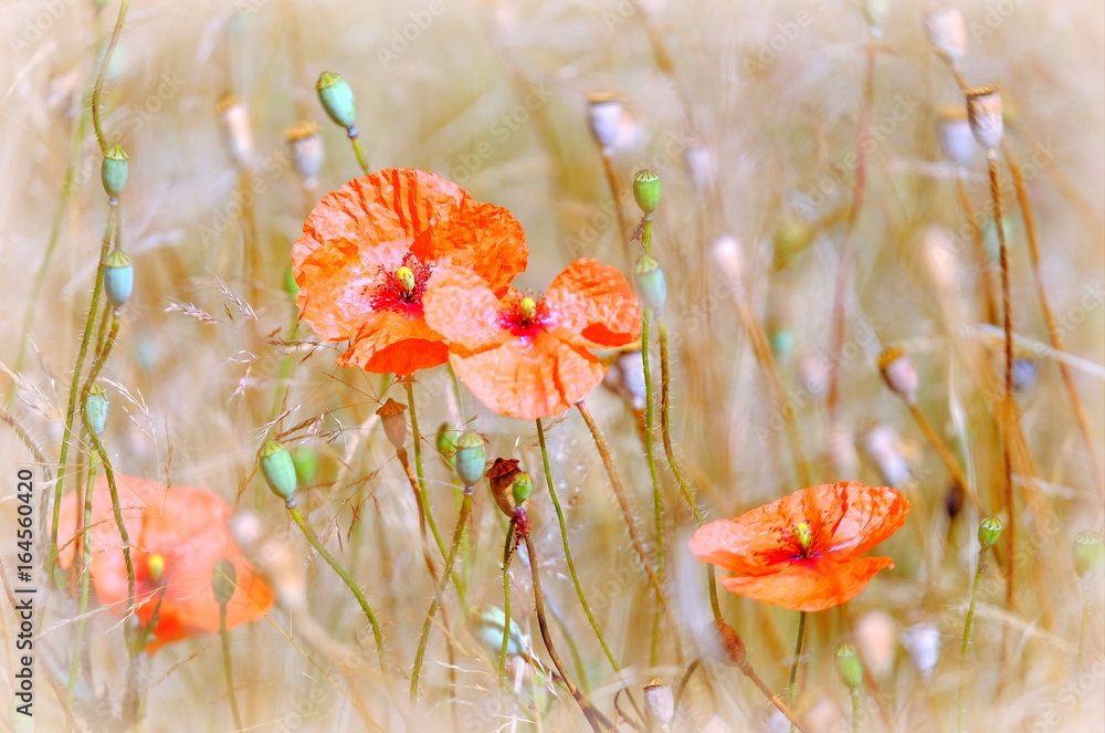 Klatschmohn Farbe des Sommers