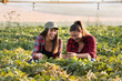 Two beautiful and young farmer girls examining crop of soy bean in fields during summer Two beautiful and young farmer girls examining crop of soy bean in fields during summer