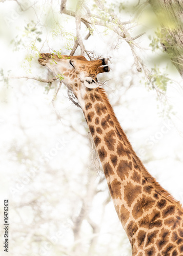 Obraz Fotograficzny Giraffe Grazing From Tree in South Africa