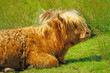 Brown hairy Highland cow in Scotland Brown hairy Highland cow in Scotland
