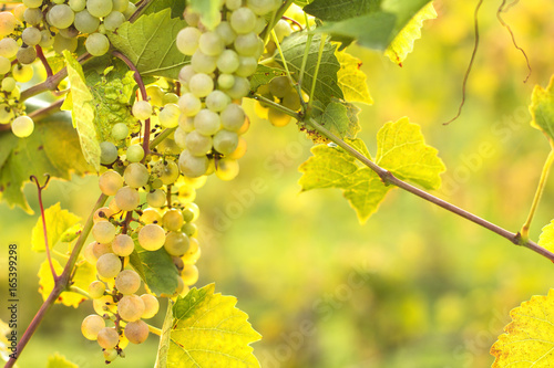 Vineyards./Vineyards 