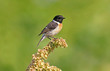 European stonechat (Saxicola rubicola) male in soft morning light. European stonechat (Saxicola rubicola) male in soft morning light.
