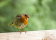 Robin on Fence, Head Tilted Robin on Fence, Head Tilted