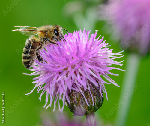 Bee collecting nectar from flower
