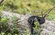 Beautiful black common viper (Vipera berus) in a natural habitat, curled up in a ball on an old fallen tree in the forest. Close-up. Beautiful black common viper (Vipera berus) in a natural habitat, curled up in a ball on an old fallen tree in the forest. Close-up.