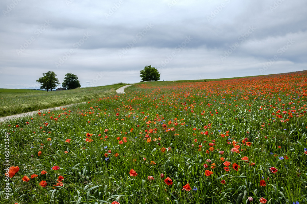 Wiese, Feld mit Klatschmohn, Papaver rhoeas