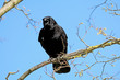 Crow Crow