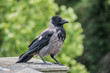 Corvus corone, black and grey carrion crow Corvus corone, black and grey carrion crow