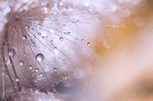 Fotoobraz na płótnie Makro- ziarno dandelion z wodnymi kroplami. Abstrakcjonistyczna fotografia z dandelion po deszczu. Selektywna ostrość