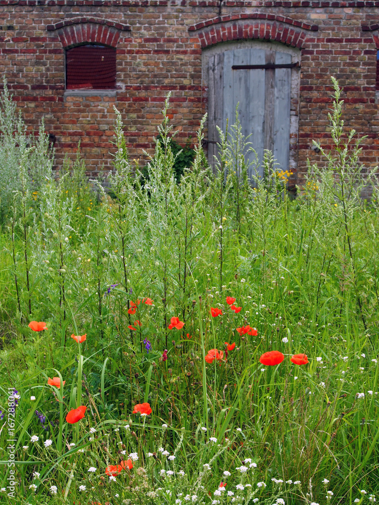 Landidyll: Blumenwiese vor Bauernhof, Brandenburg, Deutschland