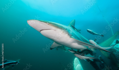 Plakat Oceaniczne czarne końcówki rekiny przy Aliwal Shoal, Południowa Afryka.