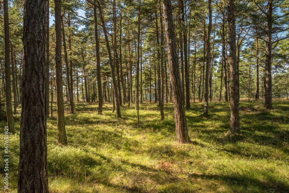 Lovely pine forest by the sea