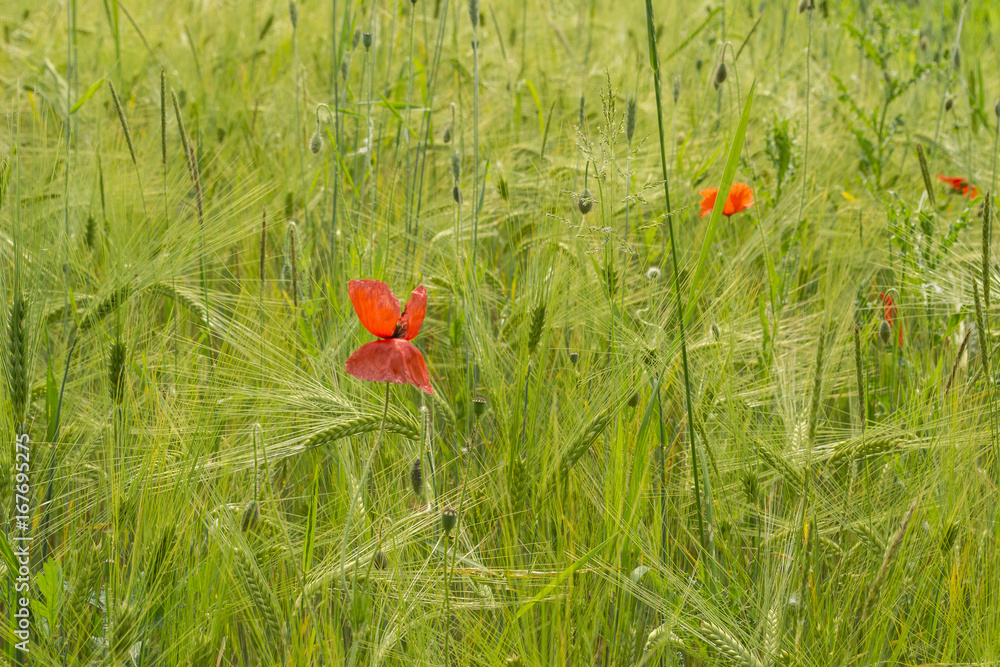Mohnblume