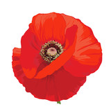Poppy flower - Papaver rheas.
Hand drawn illustration of a red poppy on transparent background.