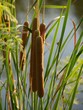 Common cattails or brown “hot dog on a sticks” growing around a pond Common cattails or brown “hot dog on a sticks” growing around a pond