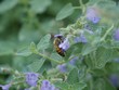 Bee sipping honey small violet flowers Bee sipping honey small violet flowers
