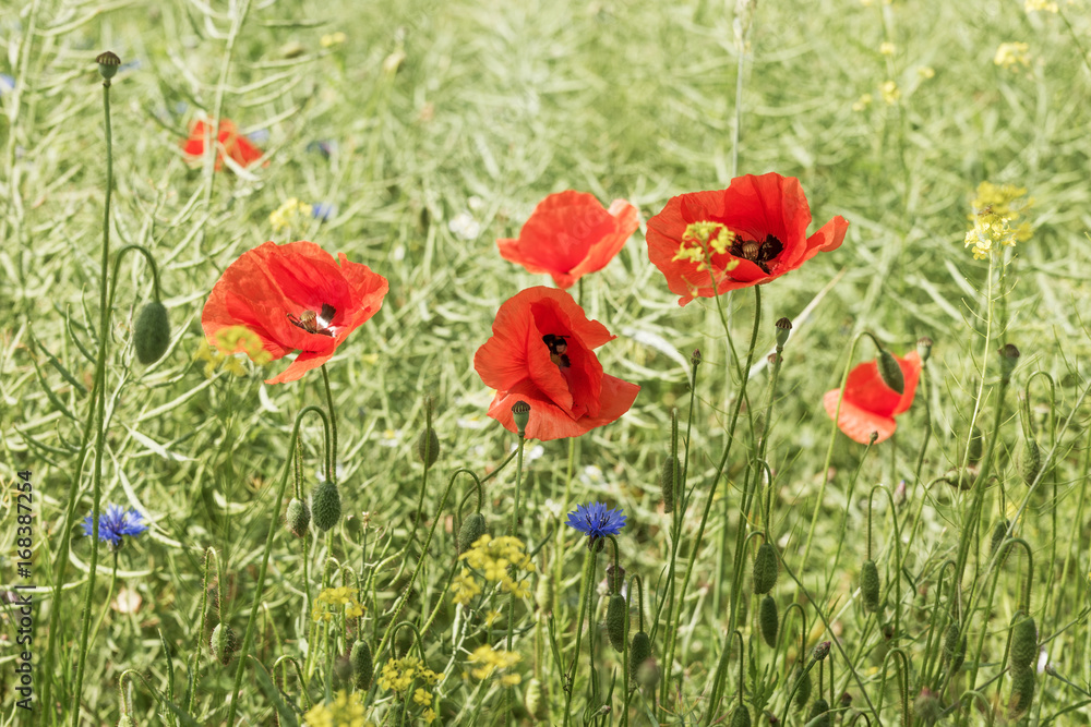 Mohnblumen im Feld
