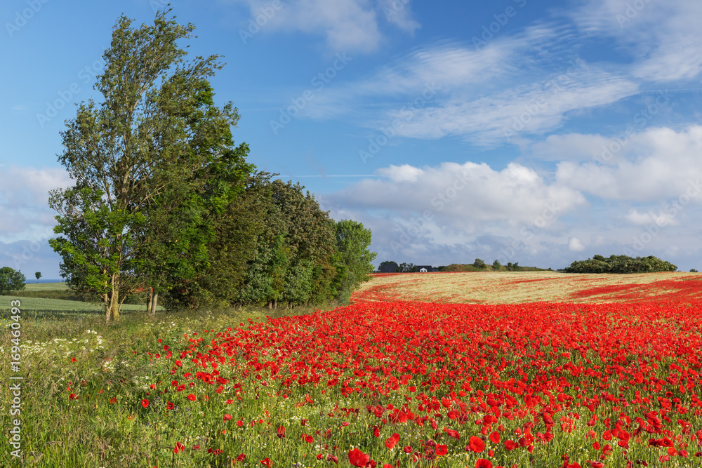 Mohnfeld mit Klatschmohn (Papaver rhoeas) und Echter Kamille (Matricaria chamomilla) bei Heiligenhafen in Schleswig-Holstein