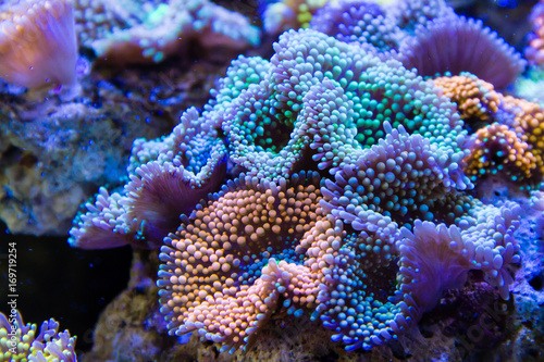 Ricordea florida Coral © Chonlasub