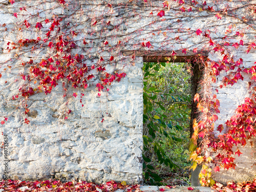 Alte weiße Mauer mit herbstlich rotgefärbtem Laub