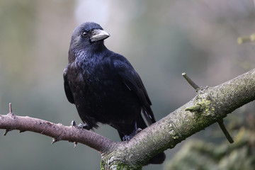 Crow